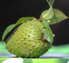 The leaves and stems are used in traditional medicine for symptoms associated with inflammation and infection. Graviola Fruit Soursop Yoruba Ebo Or Faozahny Herbs And Fruits For Real Medicine Facebook