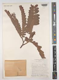 Image result for Brachystegia boehmii