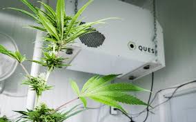 Learn about the stages of cannabis flowering and take care of your grow, including how to look after your strain, from seed to sticky, sweet buds. Grow Room Humidity Control 5 Tips For Indoor Growers Leafly
