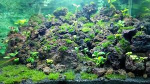 Not only does it look significantly better with its crevices and textures but it stands out in a planted tank and will make you the envy within your scaper crew. Aquascape Lavarock Youtube