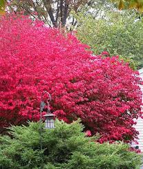 If you're looking to plug some gaps in your existing garden, or you're starting your garden from scratch, the following shrubs will put on plenty of vigorous growth to. Trees Shrubs Archives Canadale Garden Centre St Thomas Nursery London
