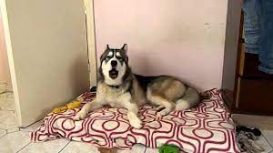 Why Do Dogs Howl To Music Are They Enjoying Themselves Or Objecting