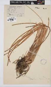 Image result for Eleocharis limosa