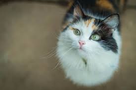 Heart murmurs are very common in cats. Heart Murmurs In Cats Great Pet Care