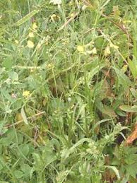 Image result for Crepis newii