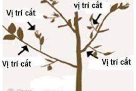 Hướng dẫn cắt tỉa cành tạo tán cho cây na đạt năng suất cho vụ mùa tới