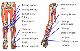 Tengkorak,rongga mata,ulna ,radius,humerus,tulang belikat,ruas tulang belikat,prosesus tulang belakang,tulang paha atas,mata kaki,ruas jari,tulang ekor,tulang pangkal paha. 6 Fungsi Tulang Belikat Pengertian Dan Bagiannya Terlengkap Penjaskes Co Id