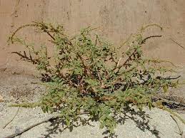 Image result for Amaranthus spinosus