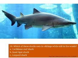 But, if you guessed that they weigh the same, you're wrong. Shark Trivia Quiz