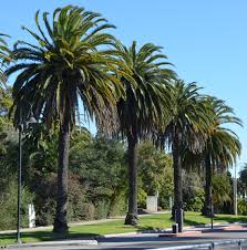 Ufei Selectree A Tree Selection Guide Phoenix canariensis is a species of flowering plant in the palm family arecaceae, native to the canary islands. ufei selectree a tree selection guide