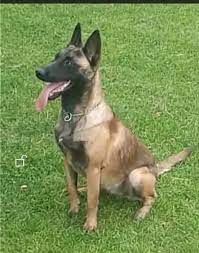 Köpek ilanları belçika kurdu(belçika malinois) kategorisinde 2 ilan bulundu. Bursa Malinois Kennel Home Facebook