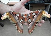 Just as it's about to pounce, the moth's wings spring. Attacus Atlas Wikipedia