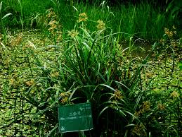 Image result for Rhynchospora corymbosa