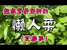 Definition from wiktionary, the free dictionary. èŠéº»èœç§æ¤ è¥å…»å¥½ç§çš„æ‡'äººèœ ç«ç®­èœ How To Grow Rockets Youtube