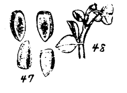 Image result for Euphorbia polycnemoides