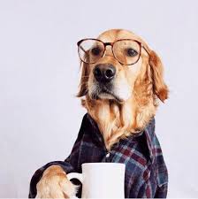 Adorable and funny animal coffee memes (friday frivolity. Shop Coffee Makers Iced Tea Makers Espresso Makers And Single Serve Brewers At Mrcoffee Com Cute Animals Cute Dogs Cute Puppies