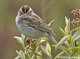 Birds That Lay Eggs On The Ground Ontario Gorrion Palido Birds Of North America Online Aves Migratorias Aves Gorrion