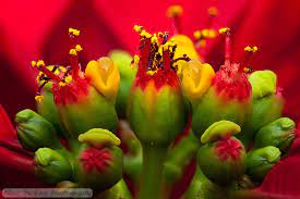 Poinsettia Inflorescence Extreme Closeup Marc Perkins Photography Puansettiya Cvety Cvetok