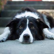 Border Collie Dog Breed Information Puppy Dog Eyes Collie Dog Collie