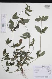 Image result for Synedrella nodiflora