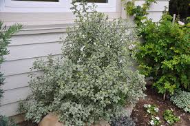 Image result for Pittosporum tenuifolium