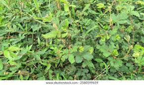 Image result for Aeschynomene nodulosa