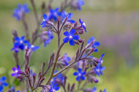 Image result for Boraginaceae