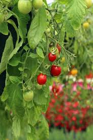Top 10 plants for patios. Hanging Basket Tomatoes 8 Best Varieties How To Grow Them Tomato Bible