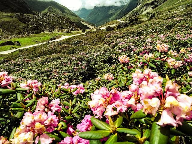 Spring rhododendrons in Yumthang Valley, AI generated