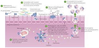 Image result for Neisseriaceae