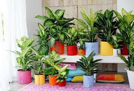 Dieffenbachia Plante Interieur Plante Astuce Jardin