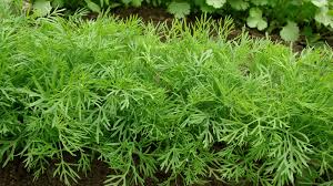 Der dill ist eine einjährige pflanze und kann unter optimalen bedingungen wuchshöhen bis zu 1,30 meter erreichen. Dill Gutekueche Ch
