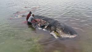 Sepuluh ekor paus sperma terdampar di pesisir pantai ujong kareng, provinsi aceh. Paus Sperma Ditemukan Mati Dengan 5 9 Kilogram Sampah Plastik Di Lambungnya Greeners Co