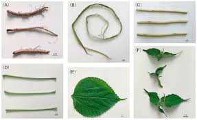 Image result for Boehmeria nivea