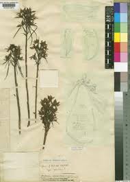 Image result for Habenaria stylites
