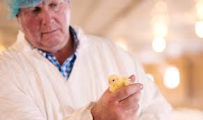 Bell & Evans Celebrates 20 Years Without Antibiotics, First in Industry