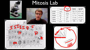 Matching match the statements in column a, with the five phases of mitosis in column b. Ap Biology Lab 3 Mitosis And Meiosis Youtube