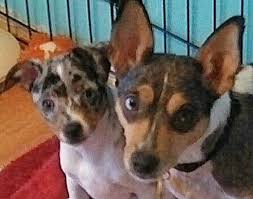 Rat Terrier Black And Brown Mother And Son Black Merle Rat Terriers Rat Terriers Terrier Puppies