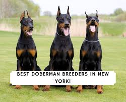 See more ideas about doberman, puppies, doberman puppy. 4 Best Doberman Breeders In New York 2021 We Love Doodles