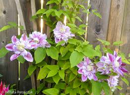 Image result for Clematis costata