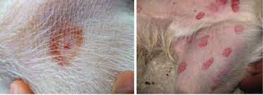 Maybe you would like to learn more about one of these? Bullseye Or Black Fly Hillcrest Animal Hospital