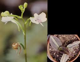 Image result for Solenangis clavata