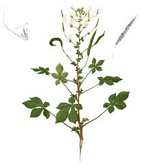 Image result for Cleome macrophylla