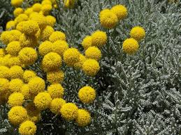 Ma quali sono le caratteristiche delle piante che vivono nella macchia? Balcone Mediterraneo 14 Piante Da Scegliere Community Leroy Merlin