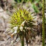 Image result for Dipsacus pinnatifidus