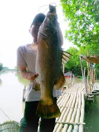 Cara membuat rangkaian pancing sederhana untuk mancing kakap putih. Pemancing Kakap Brebes Posts Facebook