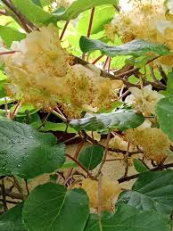 Image result for Actinidia