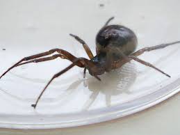The spider's body and legs will have a glossy appearance. False Widow Spiders Are Invading Kent Homes What You Should Do If You Spot One Kent Live