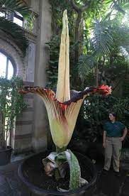 Discovered by botanists in 2008, the largest species of palm tree in madagascar blooms with hundreds of tiny flowers once in 100 years. Pin On Special Places Gardens