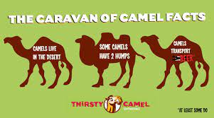 He wanted a drink badly. Thirsty Camel Thirstycamel Profile Pinterest
